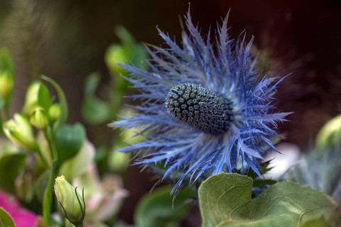 Man's thistle