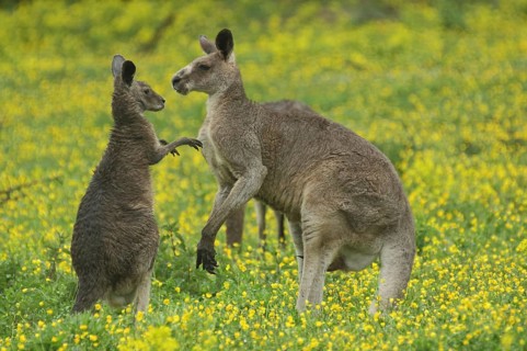 Eastern grey kangaroo