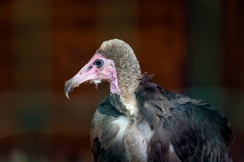 Hooded vulture