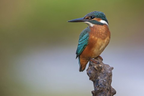 Common kingfisher