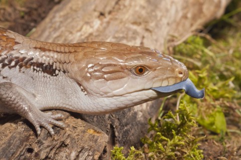 Blue tongued skink