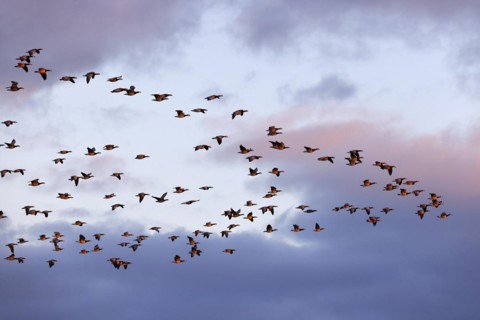 Barnacle Geese