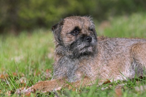 Grizzled border terrier lying in garden. British dog breed of small