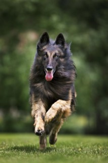 Belgian Shepherd Tervuren