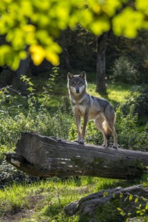 Skinny solitary Eurasian wolf