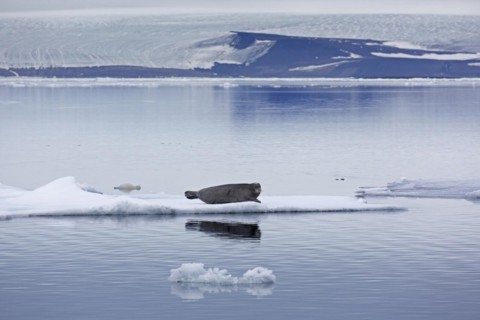 Bearded seal