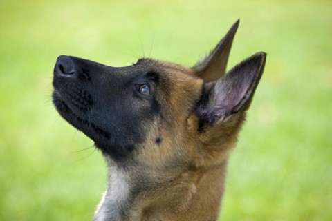 Belgian Shepherd Dog
