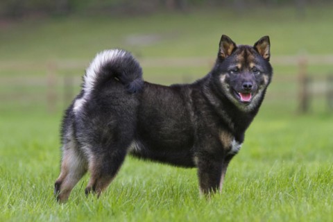 Shiba Inu