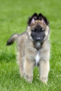 Young Belgian shepherd Tervueren