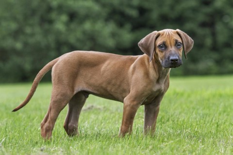 Rhodesian Ridgeback