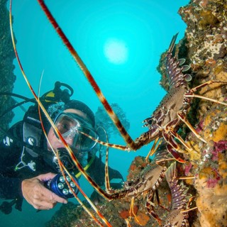 Mediterranean Lobster
