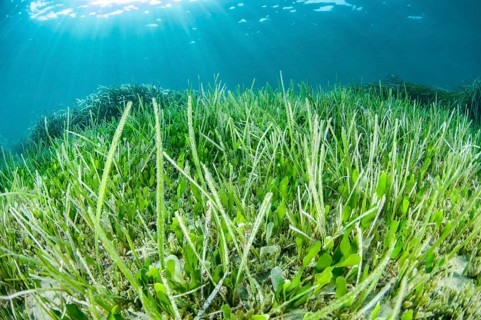 Cymodocea nodosa and Halophila stipulacea seagrasses with green alga Caulerpa prolifera