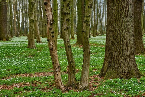 The Lasker Auenwald nature reserve in the Sorbian settlement area in spring