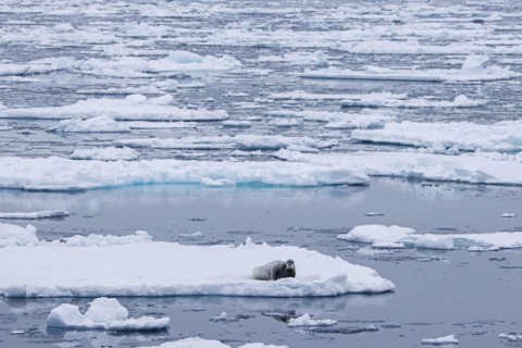 Bearded seal