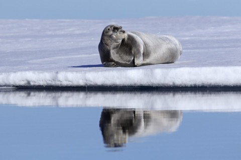 Bearded seal
