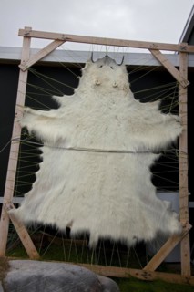 Polar bear