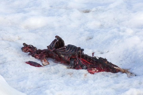 Remains
