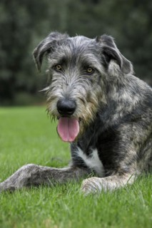 Irish wolfhound