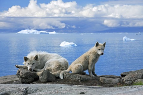 Greenland dog