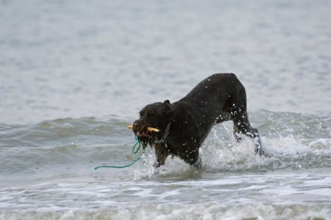 German wirehaired pointer