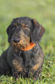 Wire-haired dachshund