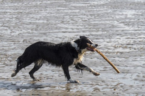 Black & white Border Collie running and playing fetch with large branch in mouth on sandy beach at low tide along the North Sea coast