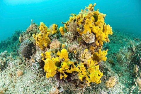Yellow-tube sponge Aplysina aerophoba