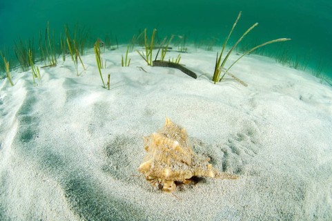 Hermit crab in a spined murex shell
