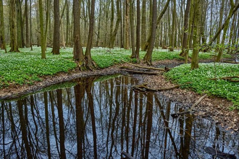 The Lasker Auenwald nature reserve in the Sorbian settlement area in spring