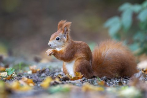 Eurasian red squirrels