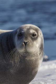 Bearded seal