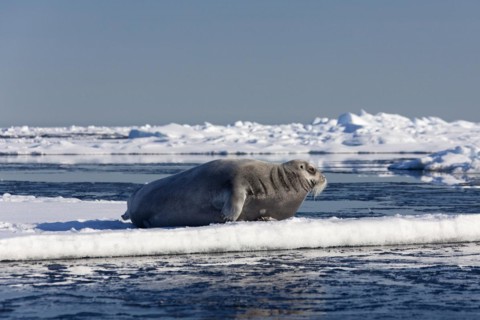 Bearded seal