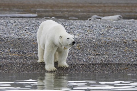 Polar bear