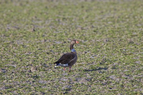 Migrating greylag goose