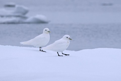 Two ivory gulls