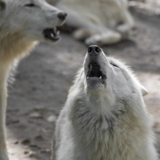 Hudson Bay wolf pack