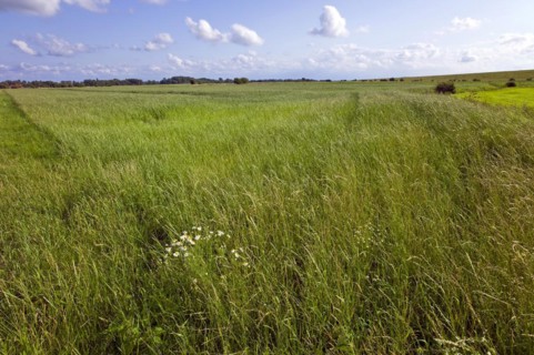 Dike hinterland near Dorum