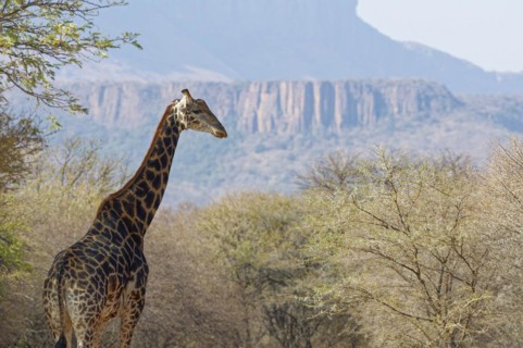South African giraffe