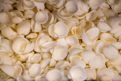Same type of sea shells collected for decorative purposes