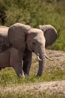 A beautiful young elephant roaming the savannah. Beautifully detailed shot of the elephant in search of food and water. The famous red elephants in the gene of Tsavo West National Park, Kenya, Africa