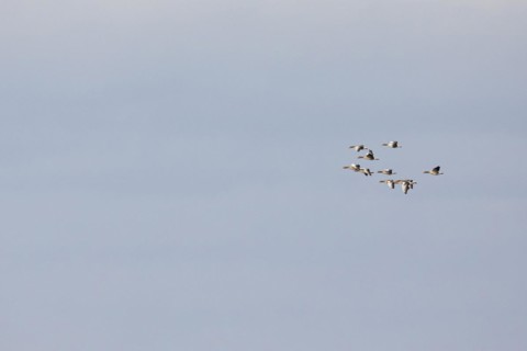 Greylag Goose