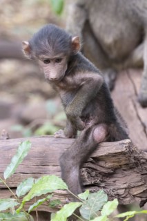 Olive baboon
