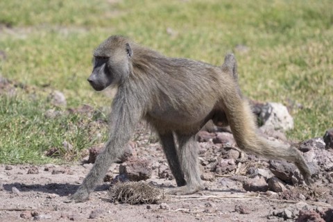 Olive baboon