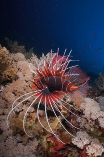 Radial firefish