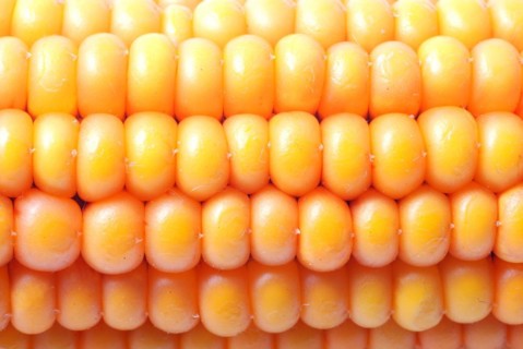 An ear of ripe corn