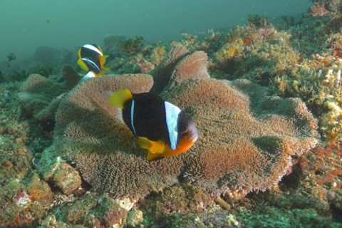 A pair of Allard's anemonefish
