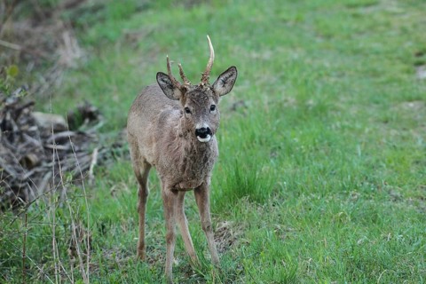 European roe deer