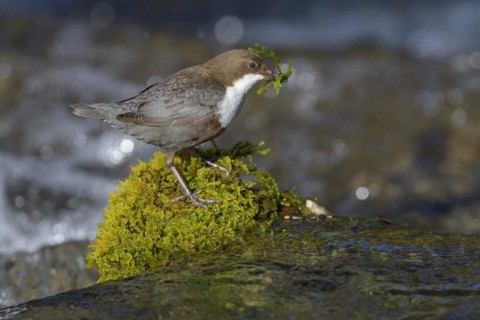 White-throated Dipper