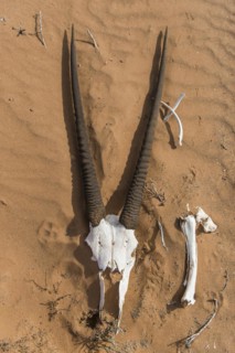 Skull and bones of an oryx antelope, Sperrgebiet National Park, also Tsau ÇKhaeb National Park, Namibia, Africa
