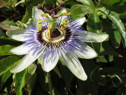 Passion flower